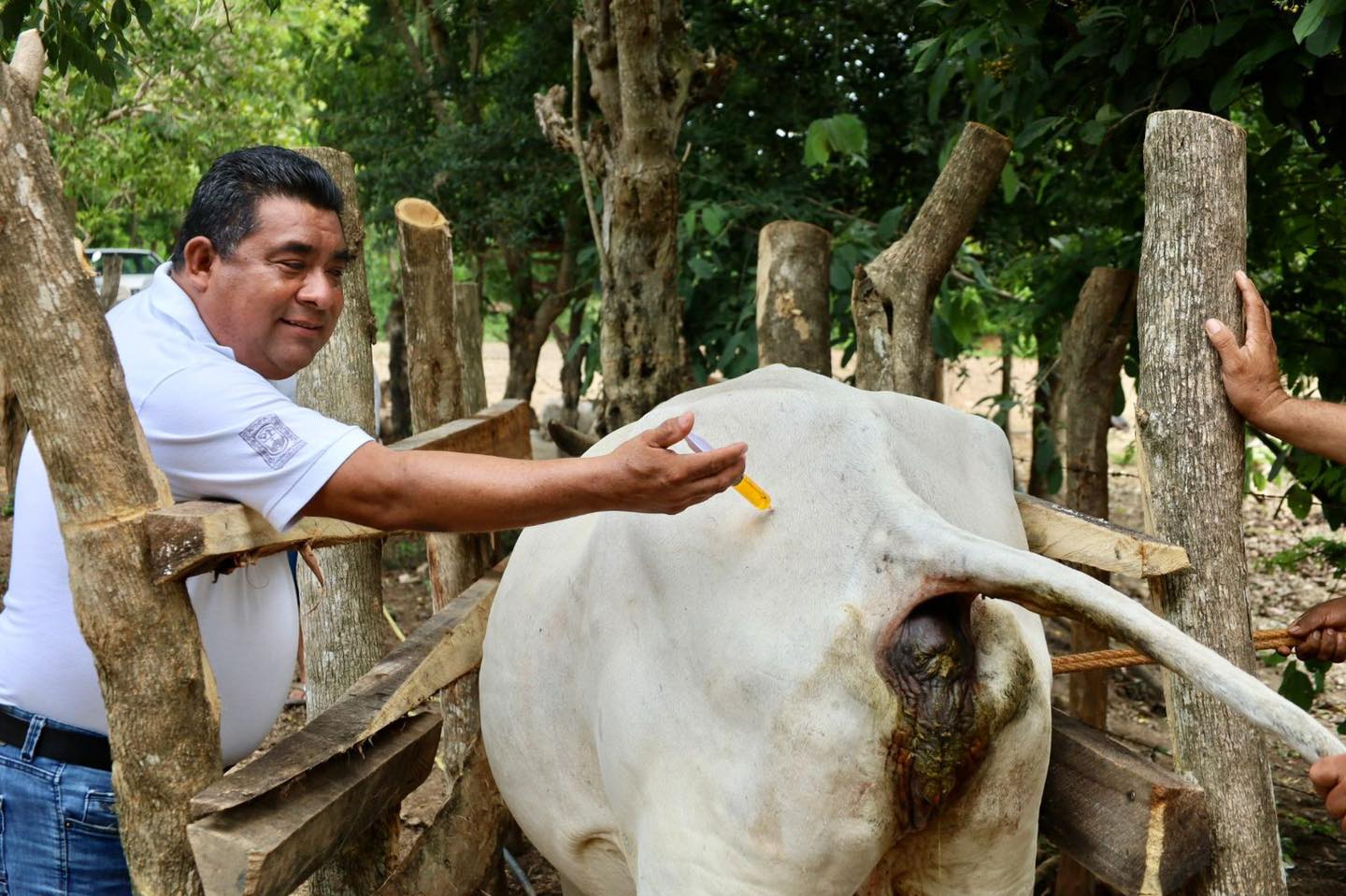 Imagen de Acciones en favor de la salud animal ganadera en Chacalmata