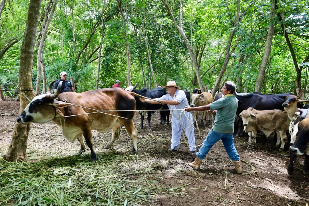  Atención preventiva contra la tuberculosis bovina