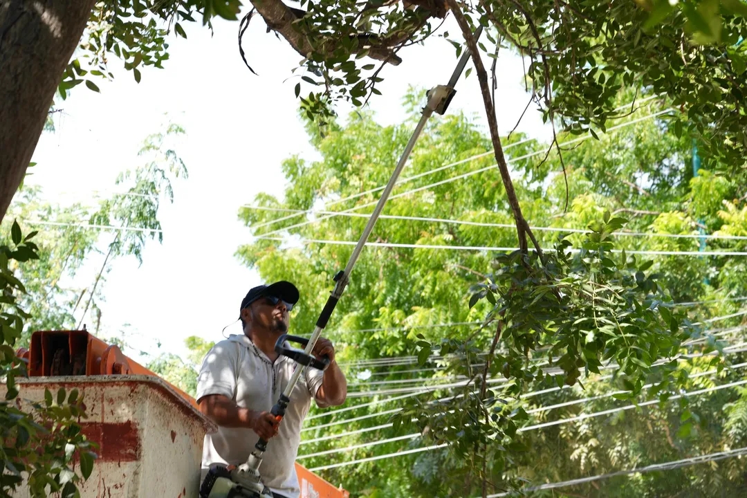 Tree Pruning Work Carried Out in Sector U2