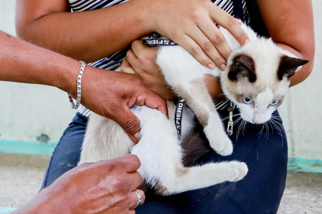 Rabies Vaccination Campaign Successfully Concluded