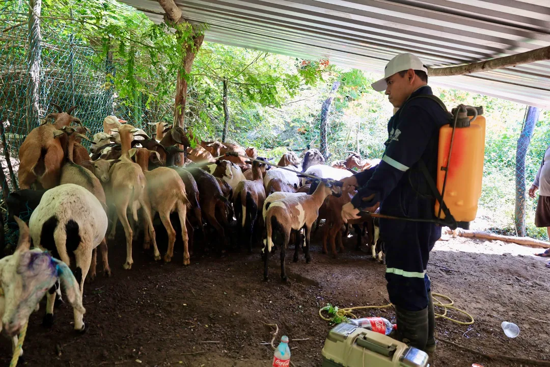 Imagen de Brigada contra el gusano barrenador