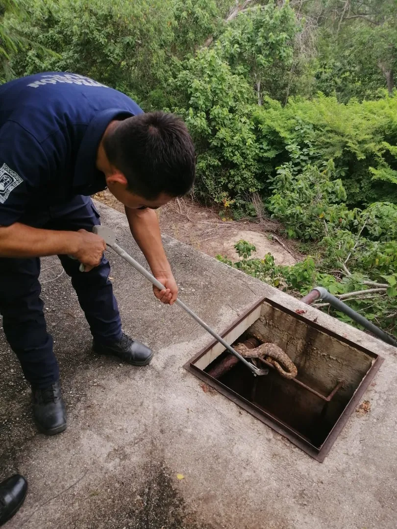 Protección Civil actúa para preservar la especie