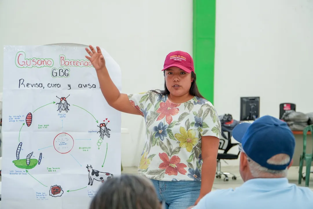 Imagen de Reforzando acciones contra el gusano barrenador 