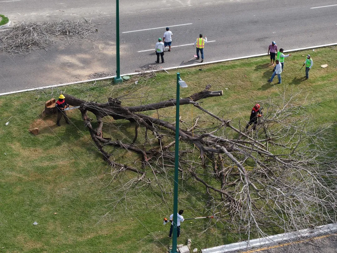 Retiran árbol en Boulevard Chahué