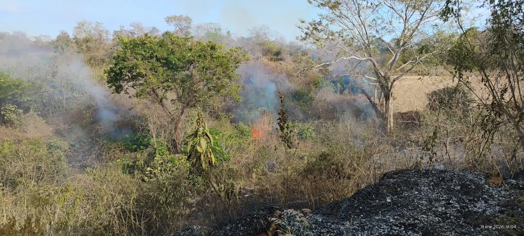 Forest Fire Immediately Addressed to Safeguard Citizen Safety