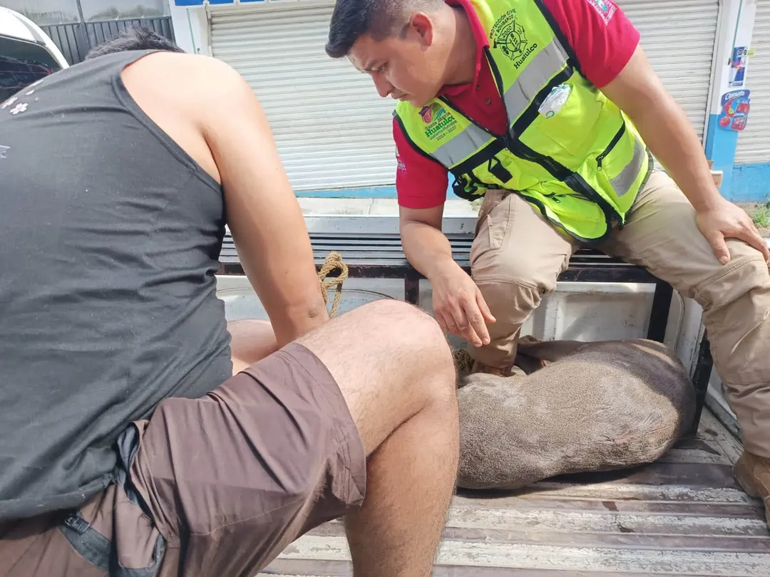 HUATULCO CIVIL PROTECTION AND FIREFIGHTERS RESCUE AND RELEASE A WHITE-TAILED DEER
