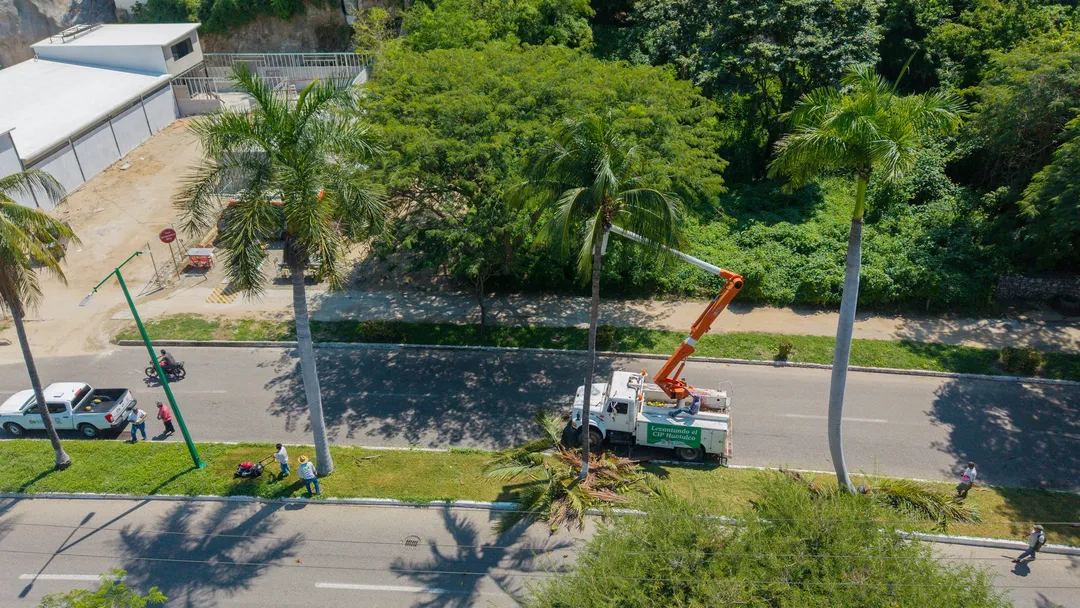 Trabajos de poda en Santa Cruz