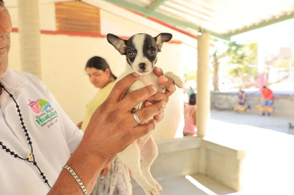 Campaña de Vacunación Antirrábica Canina y Felina: Pueblo Viejo