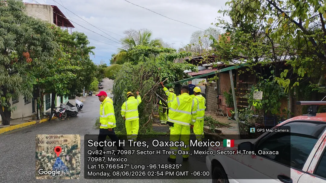 Tree Removal to Ensure Mobility and Safety
