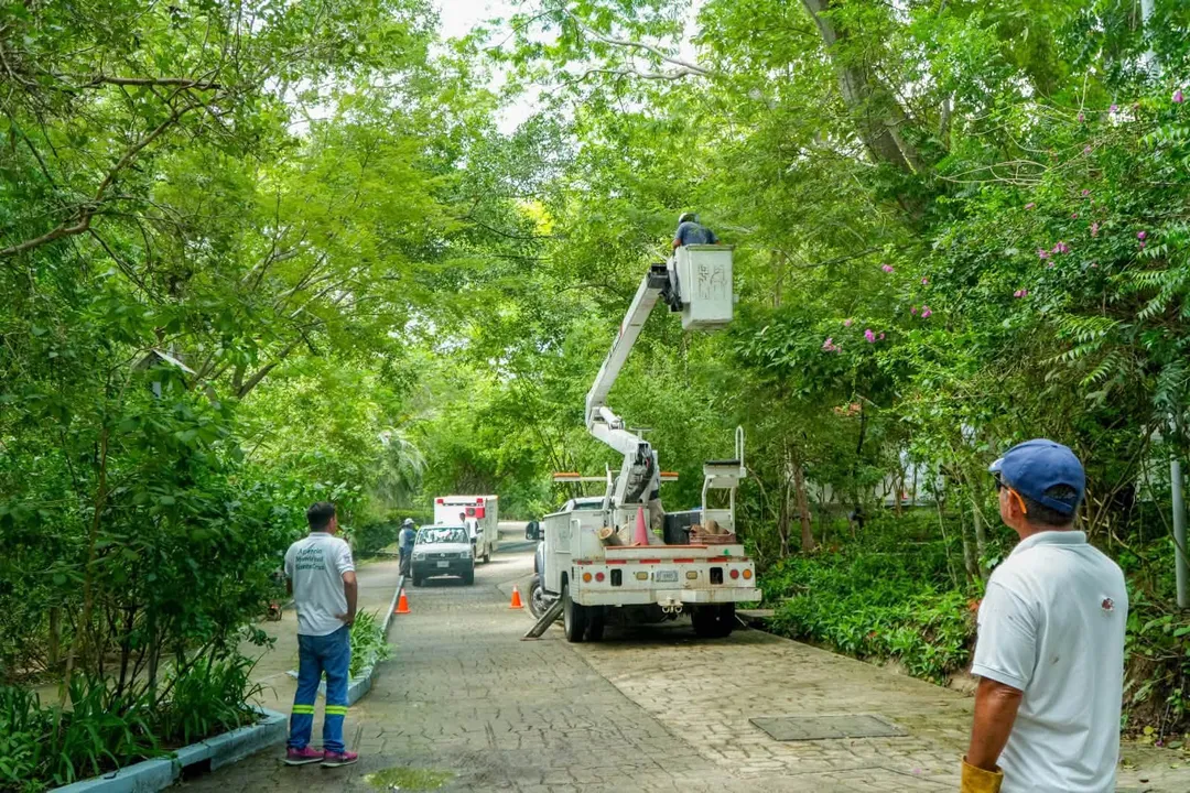 Preventive Tree Pruning Conducted at UMAR Huatulco