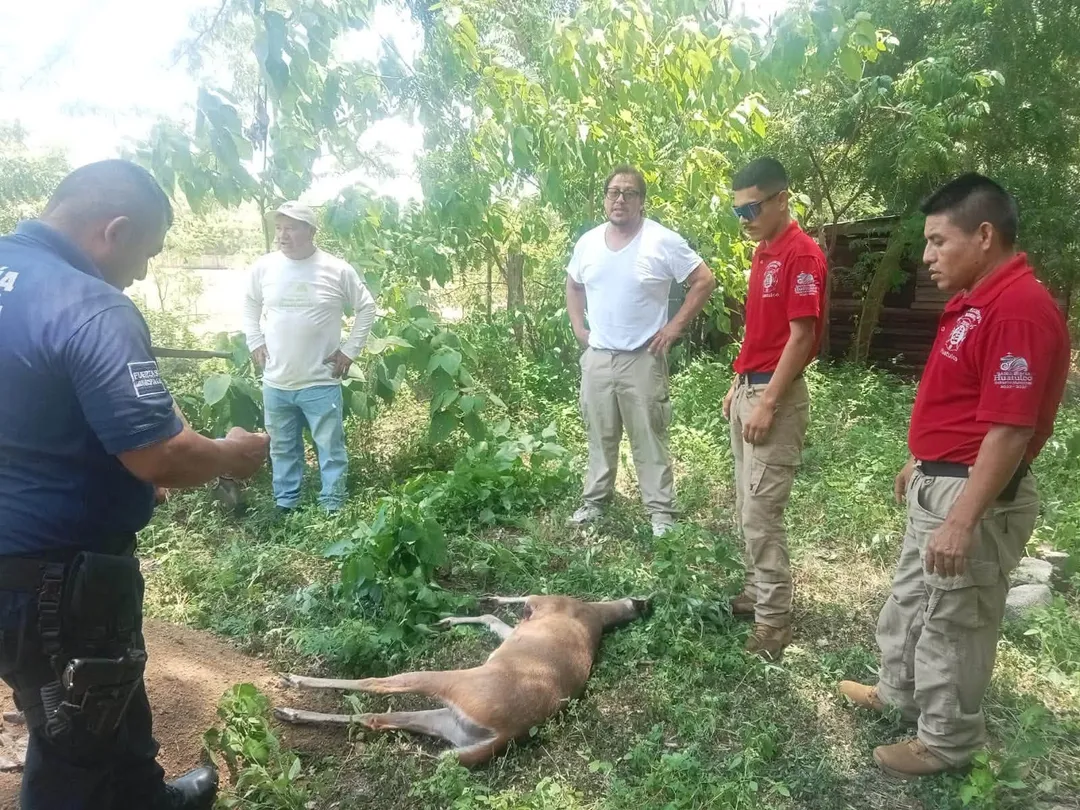 Gobierno Municipal atendió reporte de venado silvestre