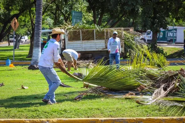 Imagen de Trabajos de poda en espacios públicos en La Crucecita