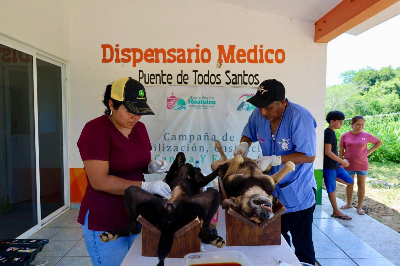 Exitosa campaña de esterilización y castración en Puente de Todos Santos 