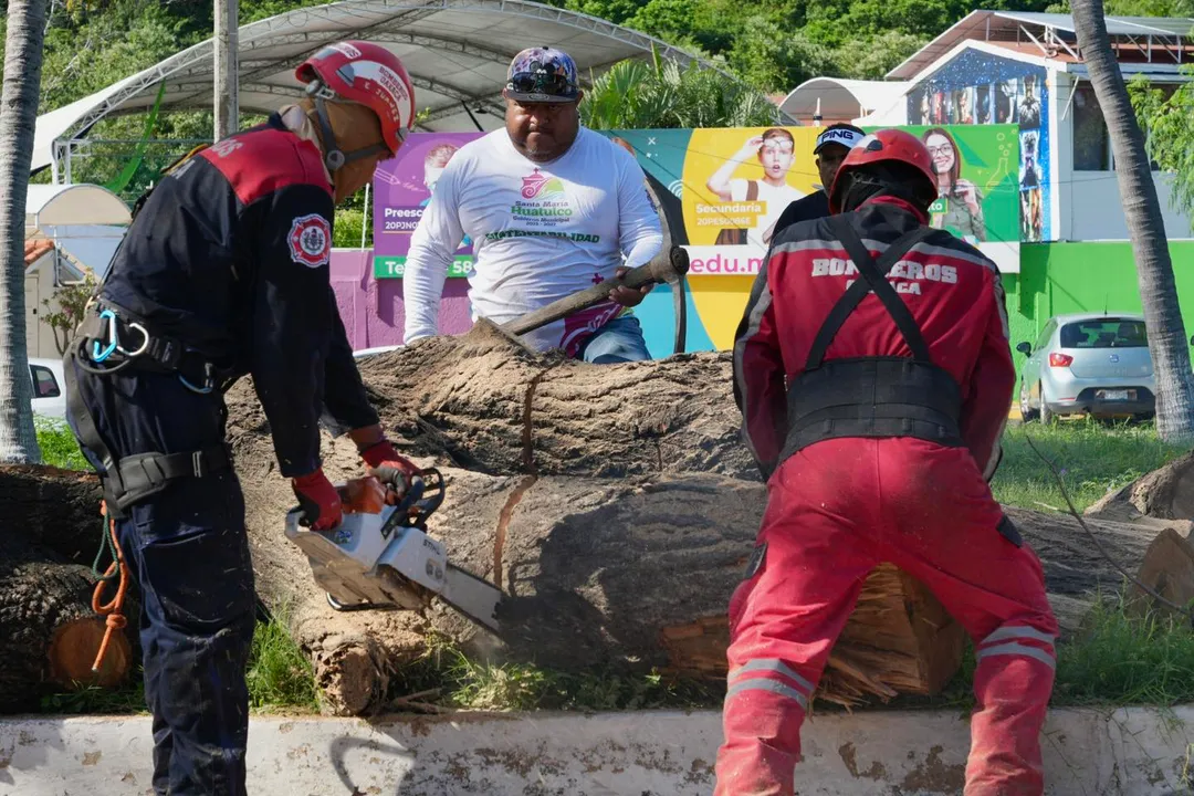 Tree in Poor Condition Removed in Santa Cruz Huatulco