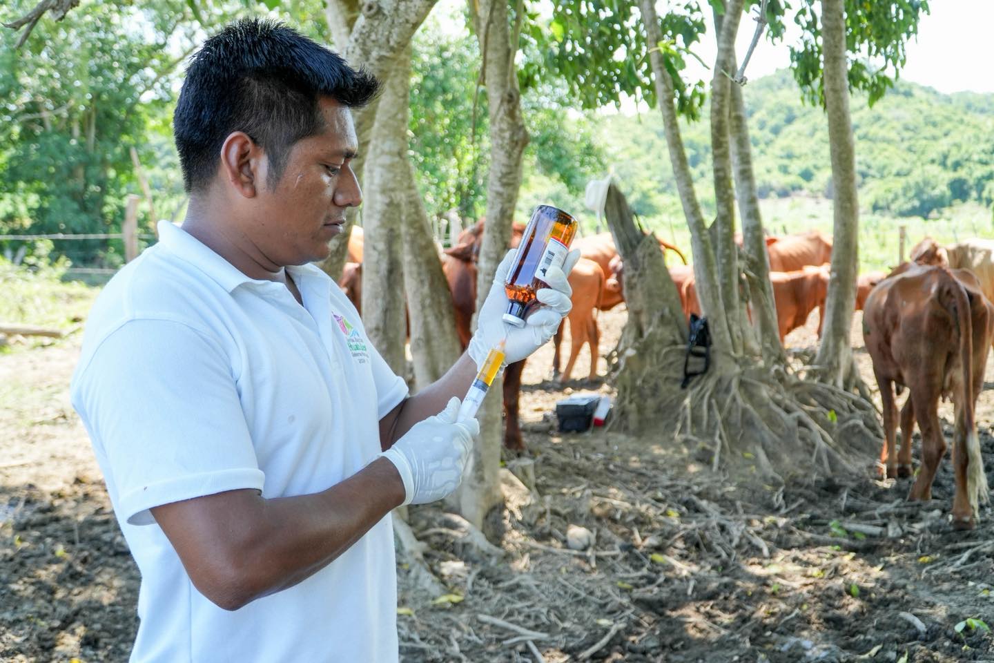 Imagen de Apoyando la salud del hato ganadero en El Derramadero