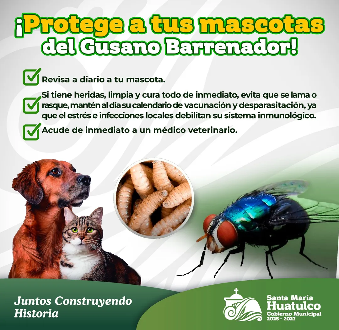 Imagen de Gobierno Municipal refuerza acciones preventivas contra el gusano barrenador