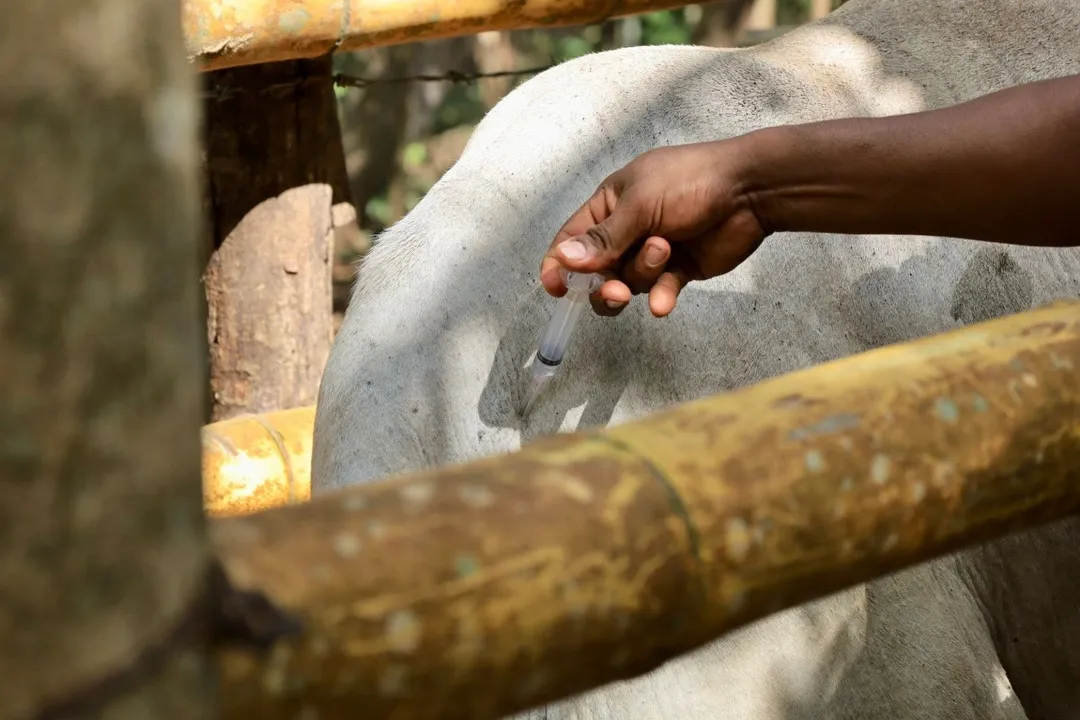 Imagen de Realizan acciones de sanidad pecuaria en la zona alta de El Porvenir