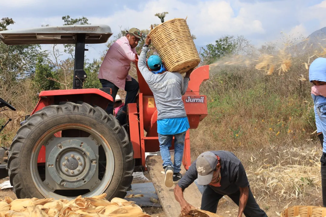 Imagen de Brindan apoyo al campo con servicios de desgrane en Corral de Piedra