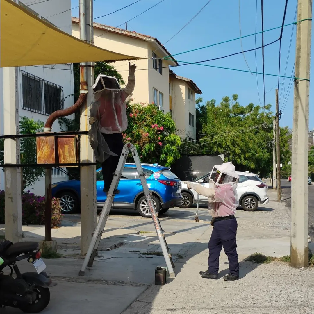  Protección y conservación responsable de abejas en Santa Cruz Huatulco