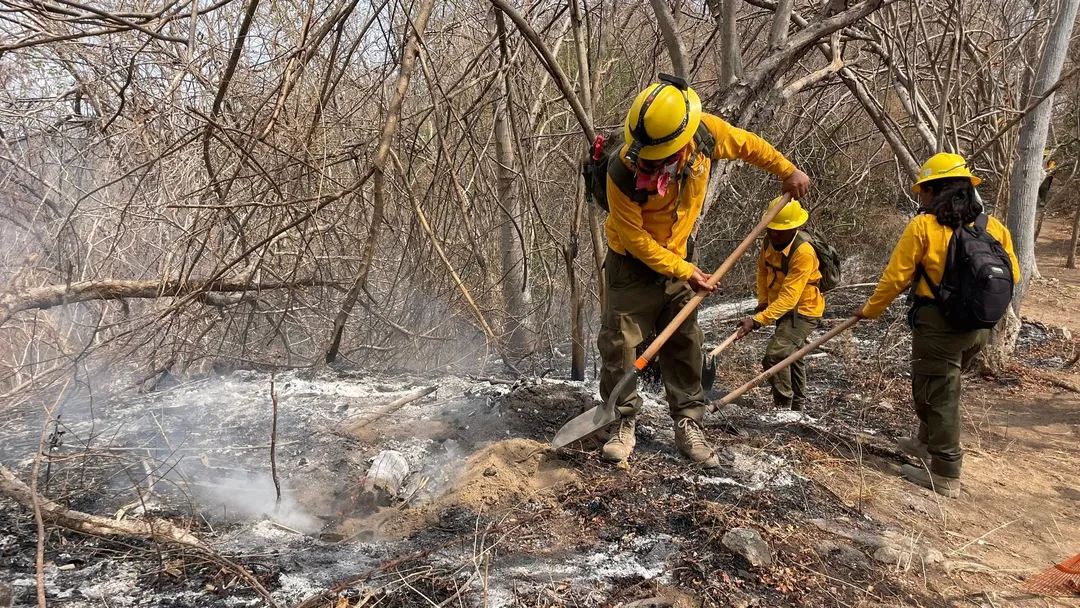 Progress in Addressing the Forest Fire in Todos Santos and Las Pozas, Santa María Huatulco